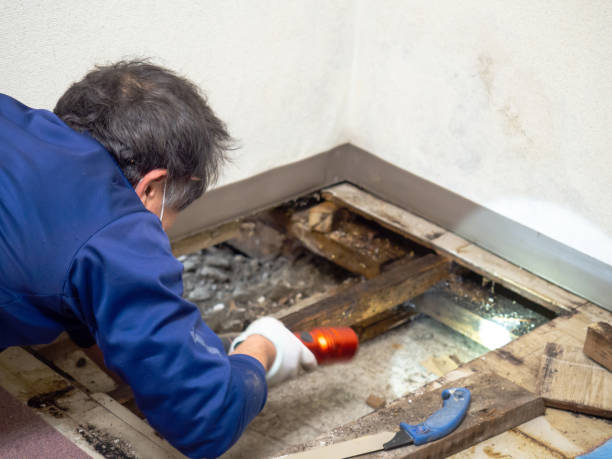 Best Residential Mold Removal  in Mira Monte, CA