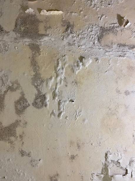 Office Mold Removal Services in Mira Monte, CA