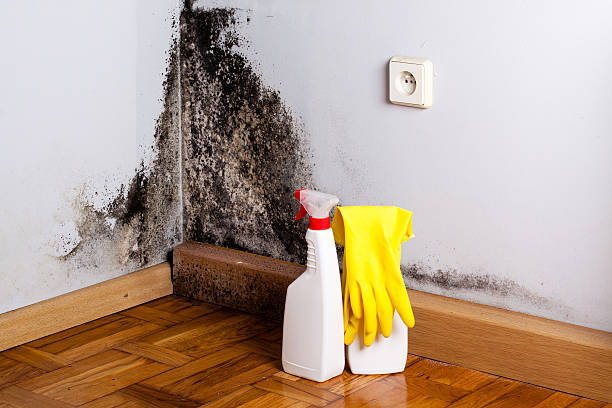 Best Commercial Mold Removal  in Mira Monte, CA